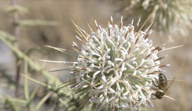 Relacions interespècie